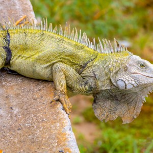 IGUANA EN SU EXPLENDOR